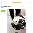 펫앤쉘터동물병원