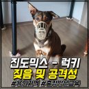 진도애견훈련소 이미지