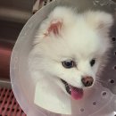 리온동물병원 이미지