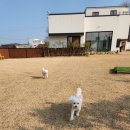 포댕 | 포항 강아지놀이터 포댕/내돈내산/이틀 다녀온 후기/애견카페