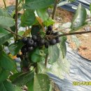 아로니아 수확시기 (열매) 이미지