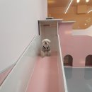 딩굴댕굴 애견호텔 유치원 이미지