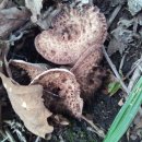 큰골짜기농장 이미지