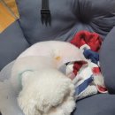 조규만외과동물병원 이미지