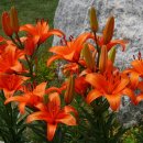 파천초등학교 뒤 이미지