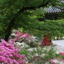 * 완주~ 비구니사찰 &#34;위봉사&#34;의 화려한 봄날 ! * 이미지