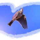 ◈ 종달새. The Lark. 이미지