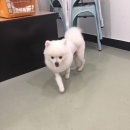 와니펫싸롱 | [의정부애견미용]와니펫싸롱 포메라니안 미용