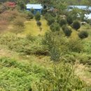 새밤농장 이미지