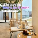 양남빵 | 경주 애견동반카페 텀즈 대박 추천 🐶 양남 실내 별채 당일치기 후기 (+스콘 존맛탱!)