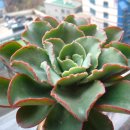 양기농장 이미지