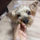 펫２５시동물병원 | 강아지눈영양제 바이오펫랩 아이프로 15살 노령견 눈관리 솔직후기