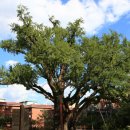 도봉 역사문화 길(1코스-연산군묘와 은행나무 길) 이미지