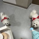 사랑스럽댕 이미지