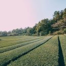 제주 올레길 13코스 이미지