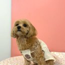 개순이 살롱 이미지