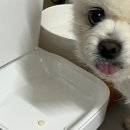 새 달성약국 | [덕구수술일지] 광주 강아지 담낭적출수술 후기 (췌장염, 쿠싱) - 7