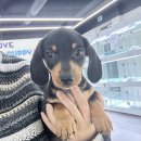 인천강아지분양 테디럽 이미지