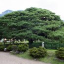 천연기념물 청도 운문사 처진소나무 이미지