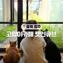 캣인큐브 이미지