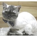 뽀꼬뽀꼬샵(#) 이미지