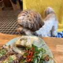 정희애견 이미지