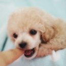 광양동물메디컬센터