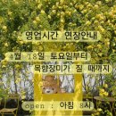주크 - 28702 | [제주] 노란 목향장미가 활짝 피어있는 제주시 카페 맛집 '미주크크' 내돈내산 솔직후기