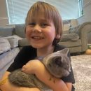 애묘(고양이)백과 - 브라질리언 숏헤어 (Brazilian Shorthair Cat) 이미지