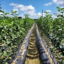 성보농원 이미지