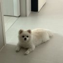 더품 | 강아지 미끄럼방지 층간소음 매트시공 아이품매트 지우미매트 시공 후기