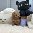 앙쥬펫 강아지분양 은평구점 이미지