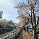 꽃보라동산 이미지