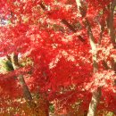 들꽃연가 이미지