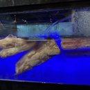 파주새말육심 이미지