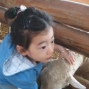 석영목장 네이버블로그