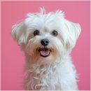 퍼스동물병원 이미지