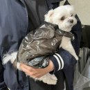 전만두에요