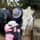 발산목장 | 제주 목장카페밭디 솔직후기｜아이랑 가면 무조건 좋아하는 제주 가볼만한곳