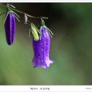 금강초롱