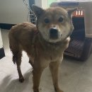 부여농협주유소 이미지