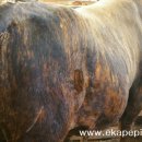 문양축산 이미지