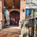 도그패밀리 이미지