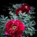 푸른정원 이미지