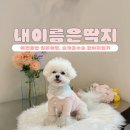부산애견대학 | [내이름은딱지] 애견동반 일본여행, 슬개골수술 한 강아지 일상