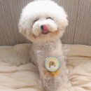 재화애견수제간식 이미지