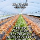 핸드폰 배경화면&잠금화면_20240421_사랑을 키워 주세요!_요한일서 4장 7-8절_부활절 네 번째 주일 묵상_양림간 수박밭에서 이미지