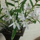 석곡(화산) 이미지