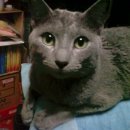 경기도 안산 회색 고양이 (러시안 블루로 추정) 이미지