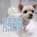 펫미장원 공감 이미지